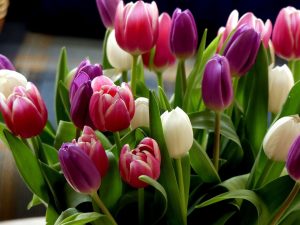 Odżywka do kwiatów ciętych - twoje kwiaty zasługują na najlepsze
